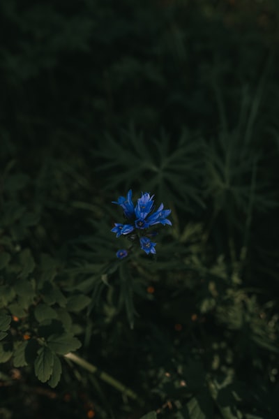 倾斜移位透镜中的蓝色花